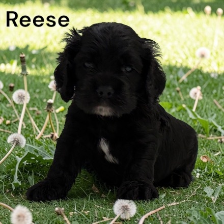 puppy, for, sale, Cocker Spaniel, Joe & Cherri  Overlease, dog, breeder, Miller, MO, dog-breeder, puppy-for-sale, forsale, nearby, find, puppyfind, locator, puppylocator, aca